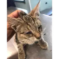 Foto dell\'animale gatto - Matr. 2020/1072 - Microchip 380260044280465