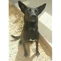 Foto dell\'animale cane - Matr. 2019/1233 - Microchip 380260043642713