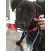 Foto dell\'animale cane - Matr. 2020/0484 - Microchip 380260043844408