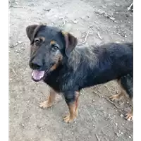 Foto dell\'animale cane - Matr. 2020/0169 - Microchip 380260043524477