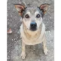 Foto dell\'animale cane - Matr. 2014/0366 - Microchip 380260000840620