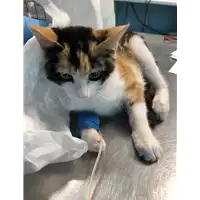 Foto dell\'animale gatto - Matr. 2020/1075 - Microchip 380260044280540