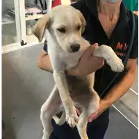 cane - Matr. 2020/1077 - Microchip 380260044281255