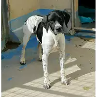 Foto dell\'animale cane - Matr. 2019/0950 - Microchip 380260043680789