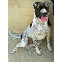 Foto dell\'animale cane - Matr. 2018/1884 - Microchip 380260042786938