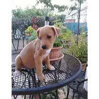 Foto dell\'animale cane - Matr. 2020/1079 - Microchip 380260044279507