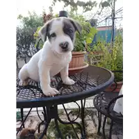 Foto dell\'animale cane - Matr. 2020/1080 - Microchip 380260044280801