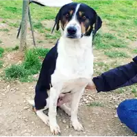 Foto dell\'animale cane - Matr. 2015/0144 - Microchip 380260002299015