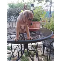 Foto dell\'animale cane - Matr. 2020/1081 - Microchip 380260044281366
