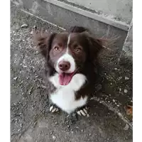 Foto dell\'animale cane - Matr. 2020/0447 - Microchip 380260043707532