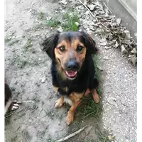 Foto dell\'animale cane - Matr. 2020/0448 - Microchip 380260043708047
