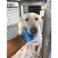 Foto dell\'animale cane - Matr. 2020/1082 - Microchip 380260000860634