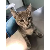 Foto dell\'animale gatto - Matr. 2020/1084 - Microchip 380260044280985