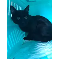Foto dell\'animale gatto - Matr. 2020/1086 - Microchip 