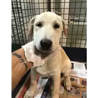 Foto dell\'animale cane - Matr. 2020/1090 - Microchip 380260044280897