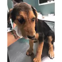 Foto dell\'animale cane - Matr. 2020/1092 - Microchip 380260044280737