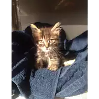 Foto dell\'animale gatto - Matr. 2020/1095 - Microchip 380260044280723
