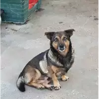 Foto dell\'animale cane - Matr. 2020/1098 - Microchip 380260044281222