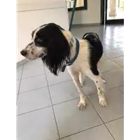 cane - Matr. 2020/1099 - Microchip 380260044281332