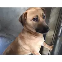 Foto dell\'animale cane - Matr. 2017/0477 - Microchip 380260043152572