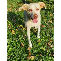 cane - Matr. 2020/1104 - Microchip 380260040638228