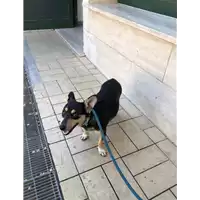 cane - Matr. 2020/1107 - Microchip 380260044280050