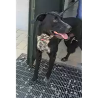 Foto dell\'animale cane - Matr. 2020/1112 - Microchip 380260044280773