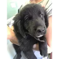 Foto dell\'animale cane - Matr. 2020/0947 - Microchip 380260043707830
