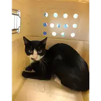 Foto dell\'animale gatto - Matr. 2020/1114 - Microchip 380260044281376