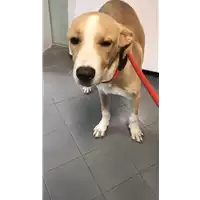 Foto dell\'animale cane - Matr. 2020/1122 - Microchip 380260044280253