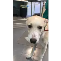 Foto dell\'animale cane - Matr. 2020/1123 - Microchip 380260044281024