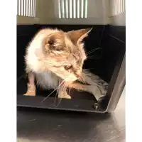 Foto dell\'animale gatto - Matr. 2020/1127 - Microchip 380260044278980