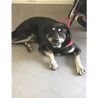 Foto dell\'animale cane - Matr. 2018/0252 - Microchip 380260043519728
