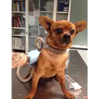 Foto dell\'animale cane - Matr. 2017/0480 - Microchip 380260043148146