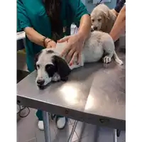 cane - Matr. 2020/1151 - Microchip 380260044280686