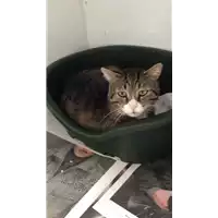 Foto dell\'animale gatto - Matr. 2016/0859 - Microchip 380260042853519