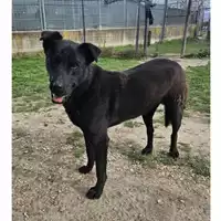 Foto dell\'animale cane - Matr. 2020/1149 - Microchip 380260043769769