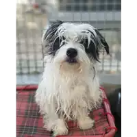 Foto dell\'animale cane - Matr. 2020/1160 - Microchip 380260100673451