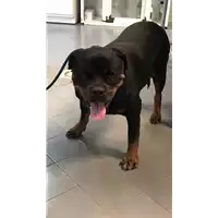 Foto dell\'animale cane - Matr. 2020/1157 - Microchip 380260070207915