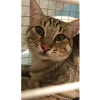 Foto dell\'animale gatto - Matr. 2020/1154 - Microchip 380260043769625