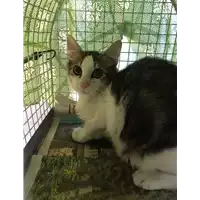 gatto - Matr. 2020/1156 - Microchip 380260043769667