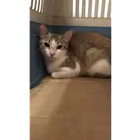 Foto dell\'animale gatto - Matr. 2020/1158 - Microchip 380260043770022