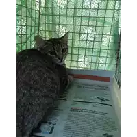 Foto dell\'animale gatto - Matr. 2020/1161 - Microchip 380260043769695