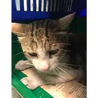 Foto dell\'animale gatto - Matr. 2020/1163 - Microchip 380260043769996