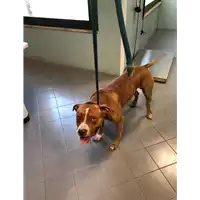 Foto dell\'animale cane - Matr. 2020/1164 - Microchip 380260044281398