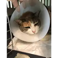 Foto dell\'animale gatto - Matr. 2020/1168 - Microchip 380260044281136