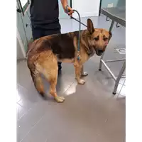 Foto dell\'animale cane - Matr. 2020/0223 - Microchip 380260004917263