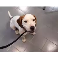 Foto dell\'animale cane - Matr. 2020/1169 - Microchip 380260043587365