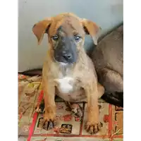Foto dell\'animale cane - Matr. 2020/1170 - Microchip 380260044280542