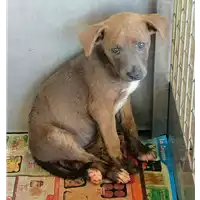 cane - Matr. 2020/1172 - Microchip 380260044280574
